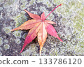 秋葉葉子槭樹葉子 133786120