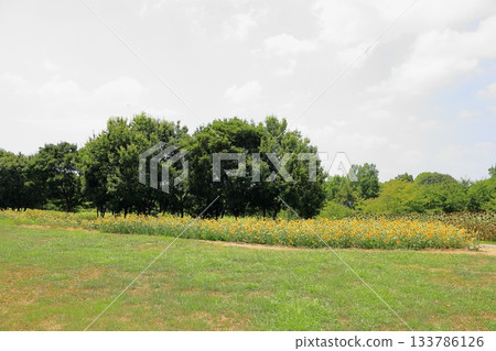 夏天公園向日葵花 夏天公園向日葵花 133786126