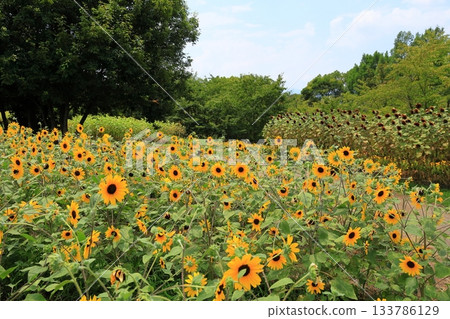 夏天公園向日葵花 133786129