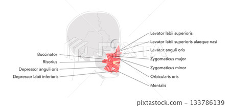 Oral muscles anatomy diagram, labeled structures include orbicularis oris, zygomaticus major, zygomaticus minor Oral muscles anatomy diagram, labeled structures include orbicularis oris, zygomaticus major, zygomaticus minor 133786139