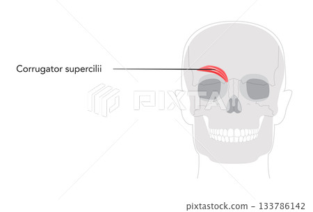 Corrugator supercilii - Human facial muscle shown in anatomy chart, responsible for drawing eyebrows medially Corrugator supercilii - Human facial muscle shown in anatomy chart, responsible for drawing eyebrows medially 133786142