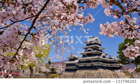 Spring Color National Treasure Matsumoto Castle 133786201