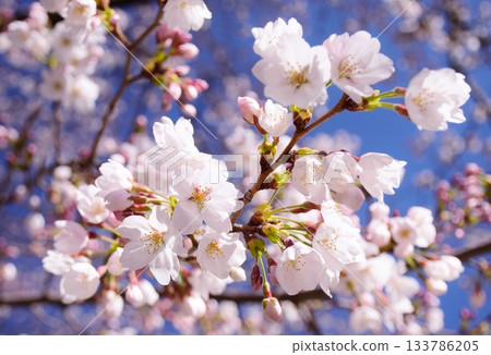 Spring Color National Treasure Matsumoto Castle 133786205
