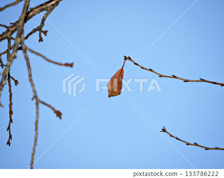 Dead leaves on a tree Dead leaves on a tree 133786222