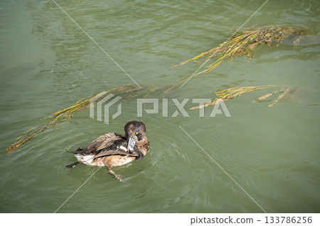 A tufted duck preening its feathers while floating on the water, Kyoto City 133786256