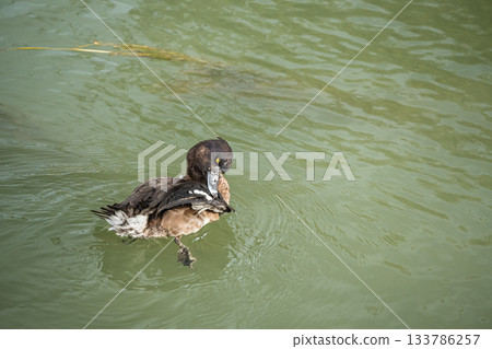 京都的鳳頭潛鴨 京都的鳳頭潛鴨 133786257
