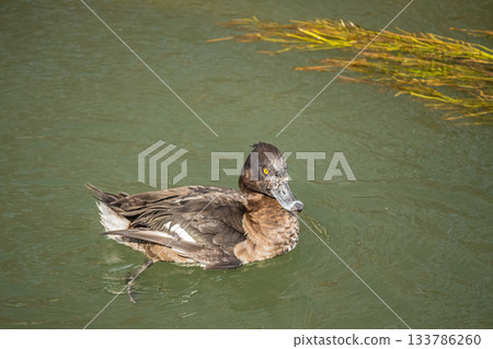 Tufted duck, Kyoto City 133786260