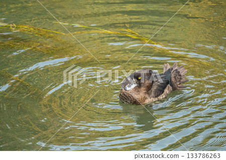 A tufted duck swimming in the Lake Biwa Canal, Kyoto City A tufted duck swimming in the Lake Biwa Canal, Kyoto City 133786263