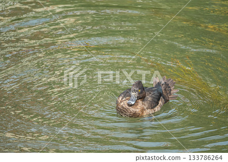 A tufted duck swimming in the Lake Biwa Canal, Kyoto City 133786264