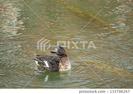 Tufted duck, Kyoto City 133786267