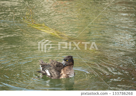 京都市,一隻鳳頭潛鴨在水中漂浮時正在梳理羽毛 京都市,一隻鳳頭潛鴨在水中漂浮時正在梳理羽毛 133786268