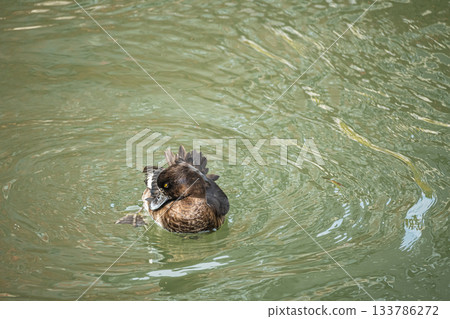 京都市，一隻鳳頭潛鴨在水中漂浮時正在梳理羽毛 133786272