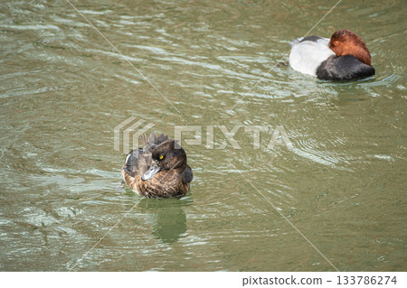 A Tufted Duck swimming in the Lake Biwa Canal and a Common Pochard dozing off, Kyoto City 133786274