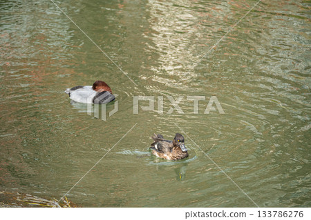京都市琵琶湖運河中一隻鳳頭潛鴨在游泳，一隻紅頭潛鴨在打盹 133786276