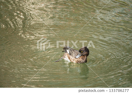 京都市，一隻鳳頭潛鴨在水中漂浮時正在梳理羽毛 133786277