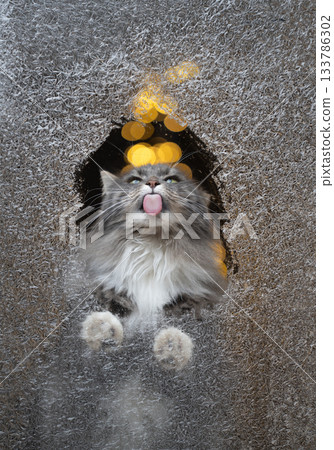 cute cat licking frozen window cute cat licking frozen window 133786302