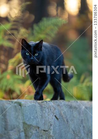 black cat walking on mural 133786304