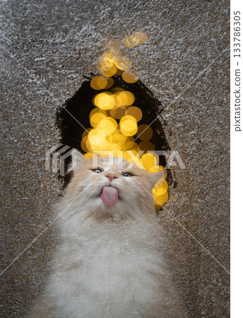 cute cat licking frozen window cute cat licking frozen window 133786305