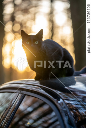 black cat on black car black cat on black car 133786306