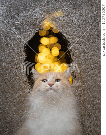 cute cat looking through frozen window cute cat looking through frozen window 133786307