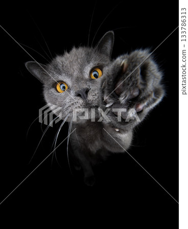 playful british shorthair cat raising paw 133786313