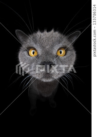 British shorthair cat fisheye shot 133786314