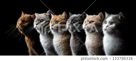 group of british shorthair cats group of british shorthair cats 133786316