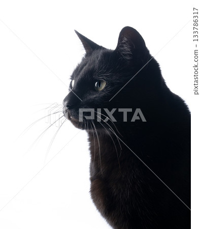side profile of black cat on white side profile of black cat on white 133786317
