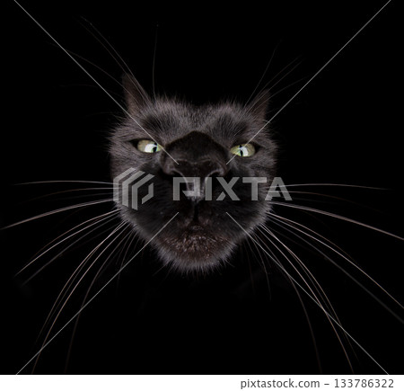 fisheye shot of black cat 133786322