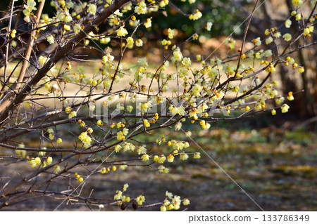 魯白盛開，冬季 133786349