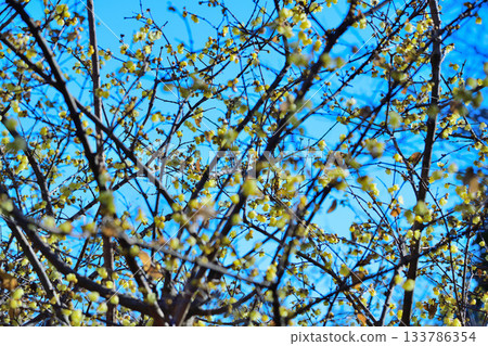 魯白盛開，冬季 133786354