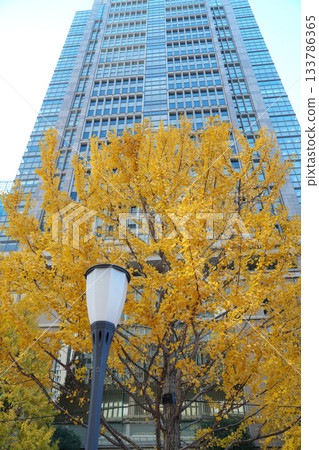 Autumn leaves of ginkgo trees and skyscrapers Autumn leaves of ginkgo trees and skyscrapers 133786365