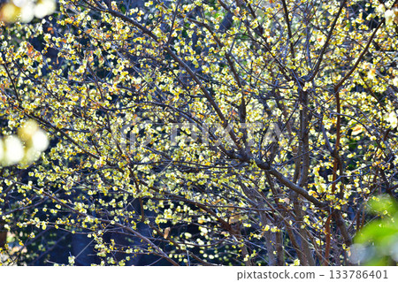 Roubai in full bloom, winter season Roubai in full bloom, winter season 133786401