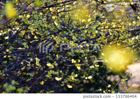 魯白盛開,冬季 魯白盛開,冬季 133786404