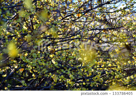 魯白盛開，冬季 133786405