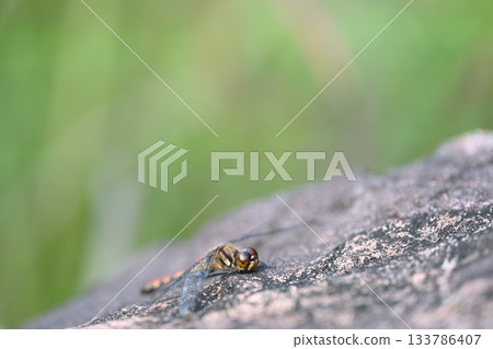 Red dragonfly and autumn darter basking in the sun 133786407