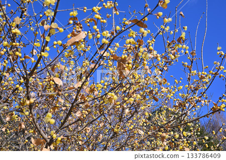 冬日藍天下盛開的臘梅 冬日藍天下盛開的臘梅 133786409