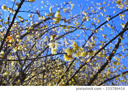 冬日藍天下盛開的臘梅 冬日藍天下盛開的臘梅 133786416
