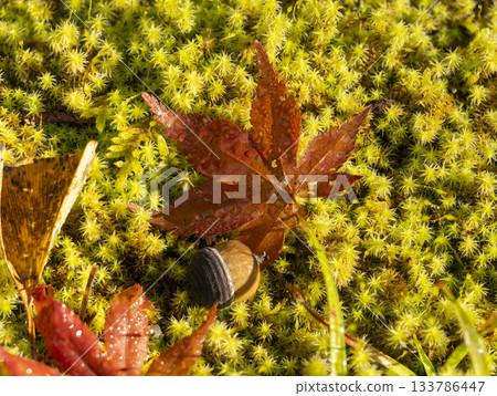 落葉和橡實散落在苔蘚上 133786447