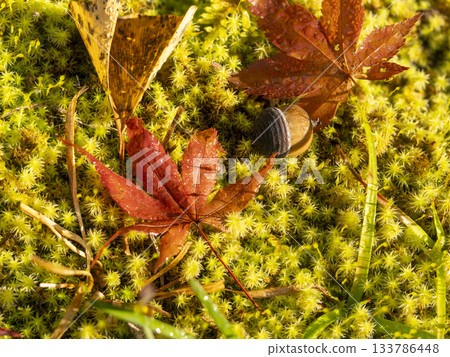 落葉和橡實散落在苔蘚上 133786448