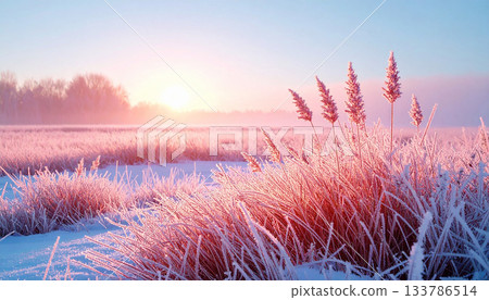 Frost-Covered Pink Grass in a Snowy Winter Field at Sunrise 133786514