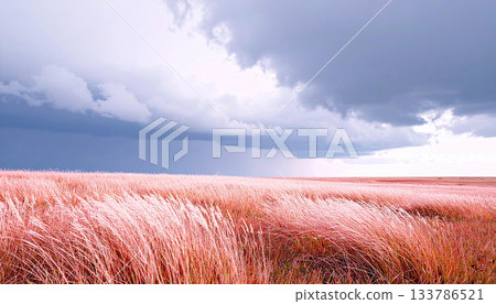 Pink Feather Grass Meadow under Dramatic Gray and Purple Storm Clouds at Sunset 133786521