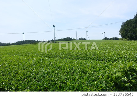 茶園 茶葉 茶園 茶葉 133786545