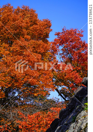 Autumn leaves of Komoro Castle Ruins Autumn leaves of Komoro Castle Ruins 133786621