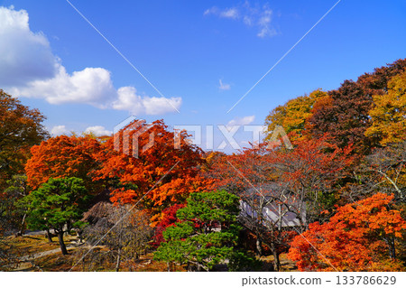 Autumn leaves of Komoro Castle Ruins Autumn leaves of Komoro Castle Ruins 133786629