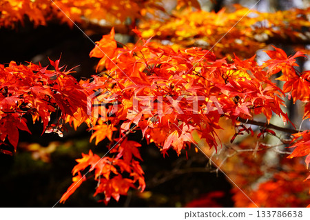 Autumn leaves of Komoro Castle Ruins 133786638