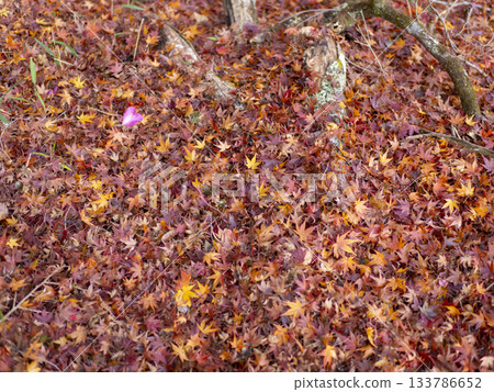 Fallen leaves piled up on the ground Fallen leaves piled up on the ground 133786652