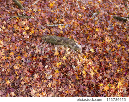 Fallen leaves piled up on the ground 133786653