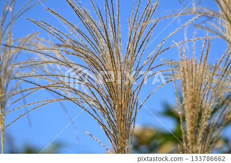 Late autumn's Susuki 133786662