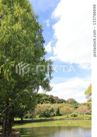 埼玉縣上尾市圓山公園的風景 133786698